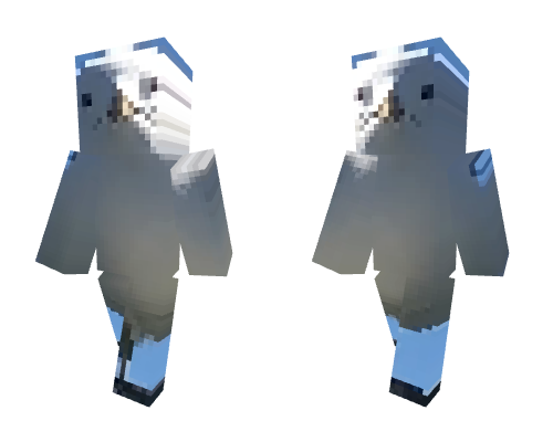 segull