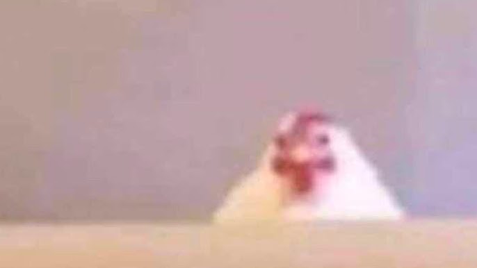 chicken